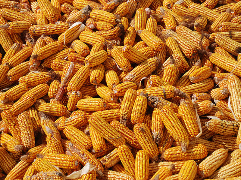 如何快速檢測黃曲霉毒素？