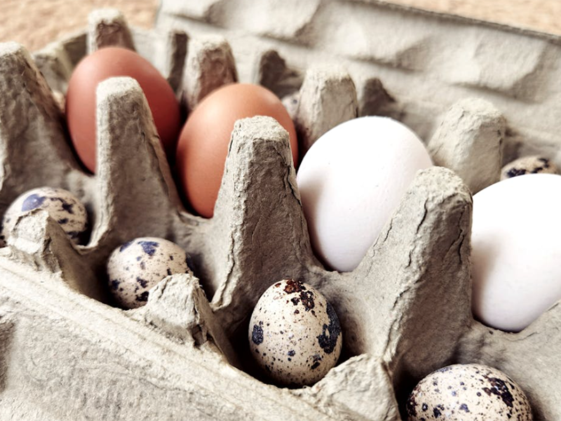 食品安全檢測儀廠家推薦(食品安全檢測儀功能介紹)